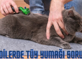 kedilerde tüy yumağı sorunu