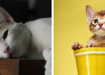 kedilerde depresyon belirtileri ve tedavisi