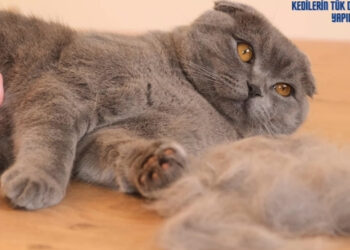 kedileri tüy dökmemesi için ne yapılabilir