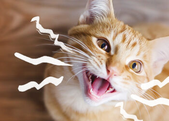 kedilerin miyavlama nedenleri