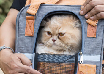 kediler taşınırken nelere dikkat edilmeli