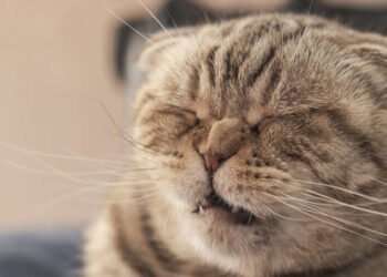 Kedilerde Görülen Hıçkırık Sorunu