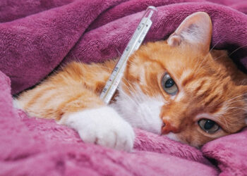 Kedilerin Ortalama Yaşam Süresi Kaç Yıldır?