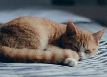 kedi uyuma pozisyonları ve anlamları