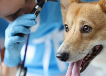 Köpeklerde En Sık Görülen Hastalıklar