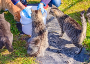 Hamile Kedilerin Doğru Beslenmesi