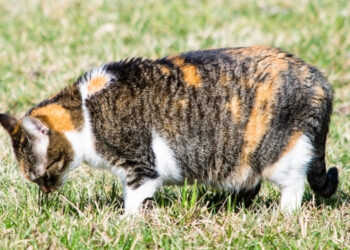 Kedilerde Hamilelik Süresi