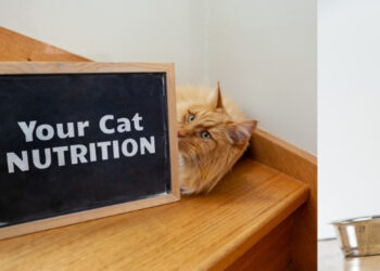 Hasta Olan Kediler İçin Beslenme Düzeni