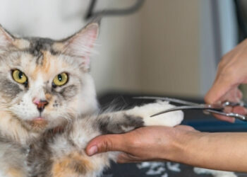 kedi kılı yutulması ve oluşan sağlık sorunları