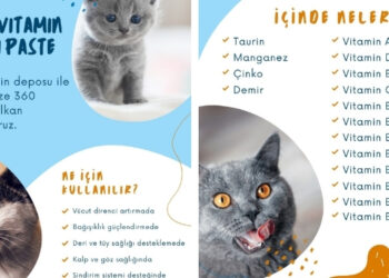 Kedi Maltı Ne İşe Yarar?