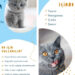 Kedi Maltı Ne İşe Yarar?