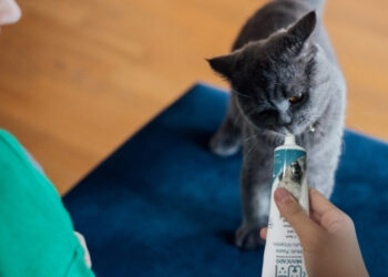 Kedi Maltı İçeriğinde Genel Olarak Neler Bulunur?