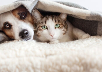 kedi ve köpekler aynı evde yaşayabilir mi