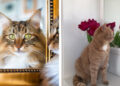 Kedilerin Aynada Kendilerini Tanımaları