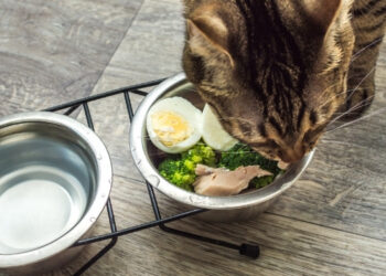 Brokolinin Kedilere Faydaları Nelerdir?