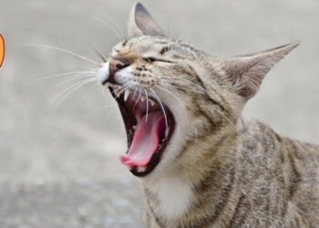 Kediler Esnemesi ve Duyguları