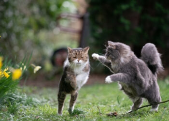 Kedilerin Topallamasının Ne Sebebi Olabilir?