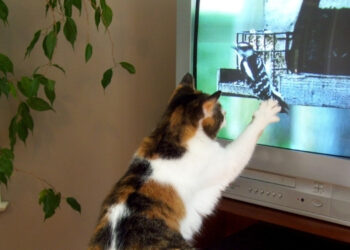 Kedilerin Televizyon İzlerken Ne Hisseder?
