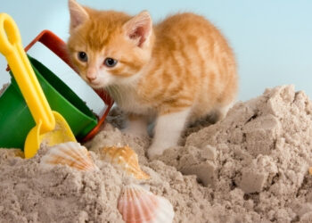 Kedilerin Oyun İhtiyacının Karşılanması