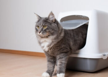 kedilerde kabızlık belirtileri