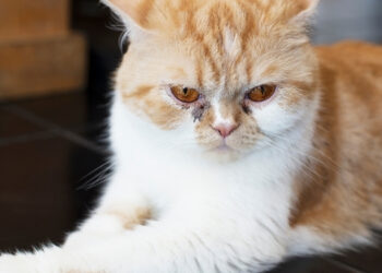 kedilerde davranış bozukluğu belirtileri