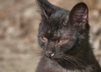 Kedilerde Egzama Nedir?