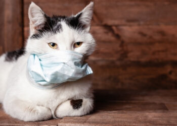 Kedilerde FIP Hastalığı Nedir?