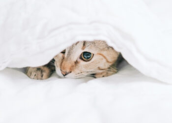 kedilerde gençlik hastalığı nedir ve belirtileri