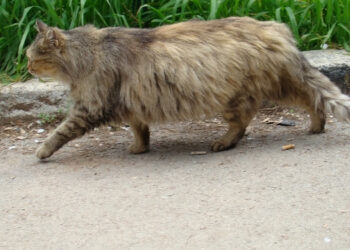 Kedilerde Hamilelik Nasıl Anlaşılır?