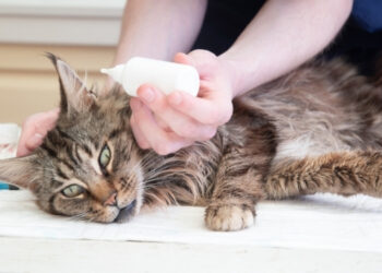 kedilerde iç ve dış parazitler nelerdir