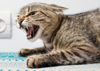 kedilerde kuduz aşısı