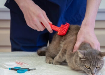 Kedilerde Parazit Oluşumun Önlenmesi