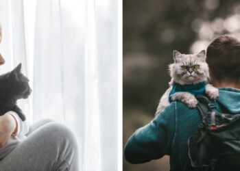 kedilerin insan sağlığına faydaları nelerdir