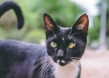 kedilerin kuyruk sallama hareketleri