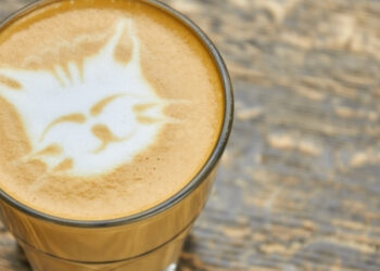 Kediler En Çok Hangi Kokudan Nefret Eder?