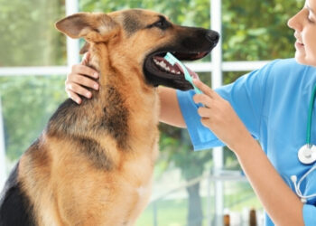 A'dan Z'ye Köpek Bakımı Nasıl Olmalıdır?