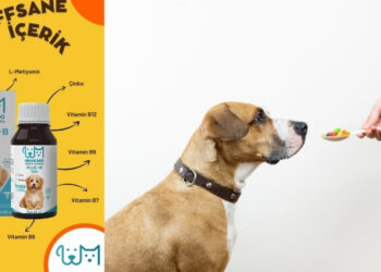 Köpekler İçin Uygun Görülen Vitamin Önerileri