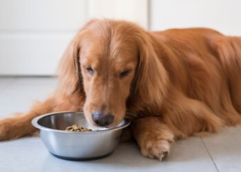 Köpeklerin Sevdikleri Yiyecekler