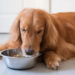 Köpeklerin Sevdikleri Yiyecekler