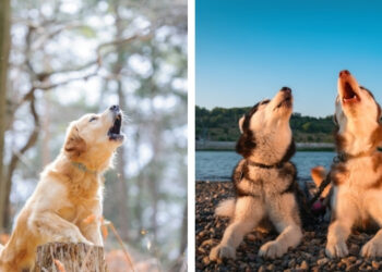 köpekler neden ulur