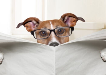 köpeklerde sindirim hastalıkları