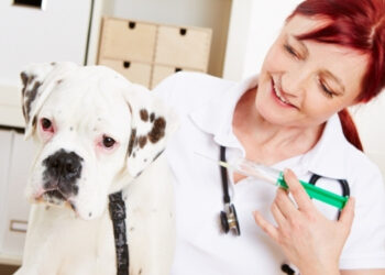 köpeklerde bağışıklık sistemi