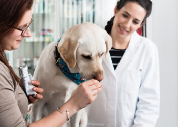 Köpekler En İyi Şekilde Nasıl Beslenir?