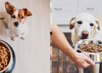 Köpekler İçin Tercih Edilecek Olan Mamalarda Dikkat Edilmesi Gerekenler