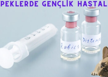 köpeklerde gençlik hastalığı belirtileri