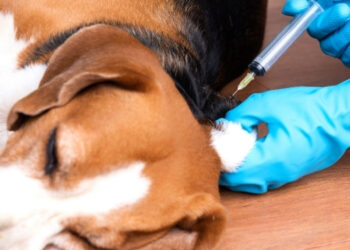 köpeklerde kuduz belirtileri