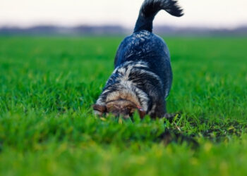 Köpekler Neden Kuyruk Sallar?