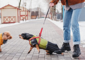 Köpeklerde Görülen Saldırganlık ve Nedenleri