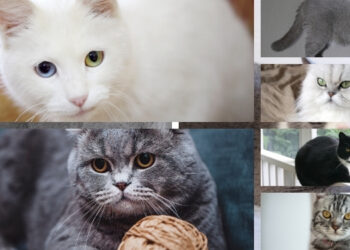 türkiye'de en çok görülen kedi çeşitleri nelerdir