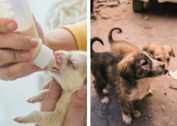 yavru köpek beslenmesi